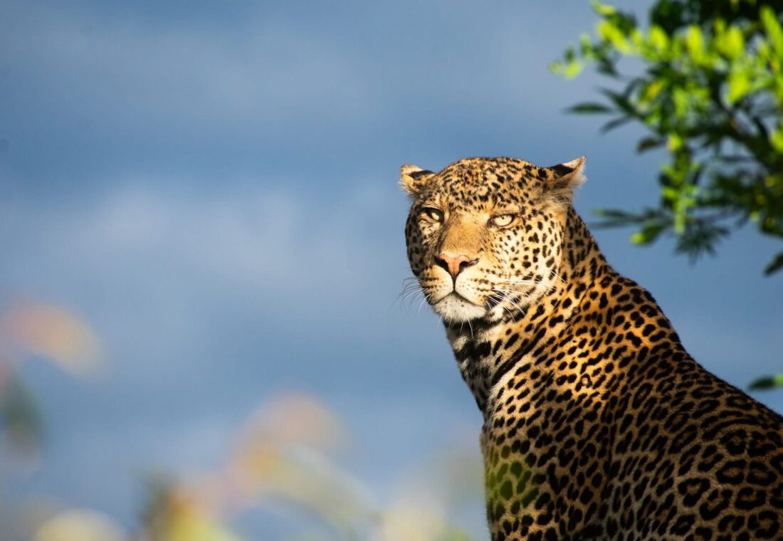 leopard at lake Nakuru national park