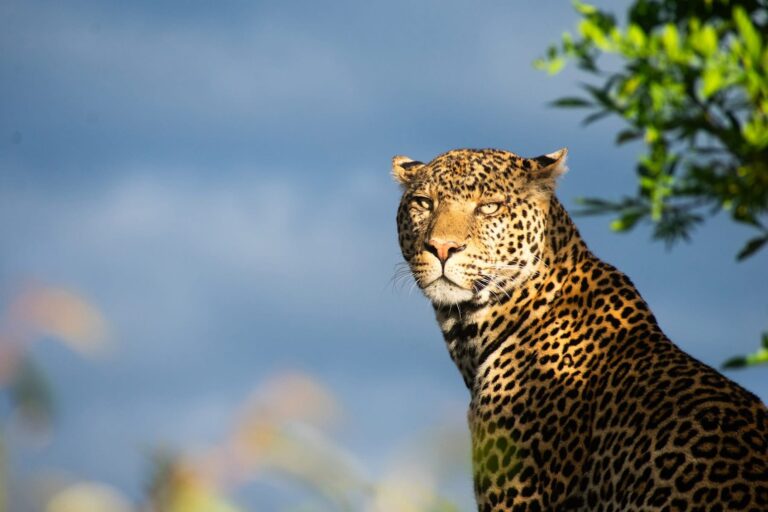 leopard at lake Nakuru national park