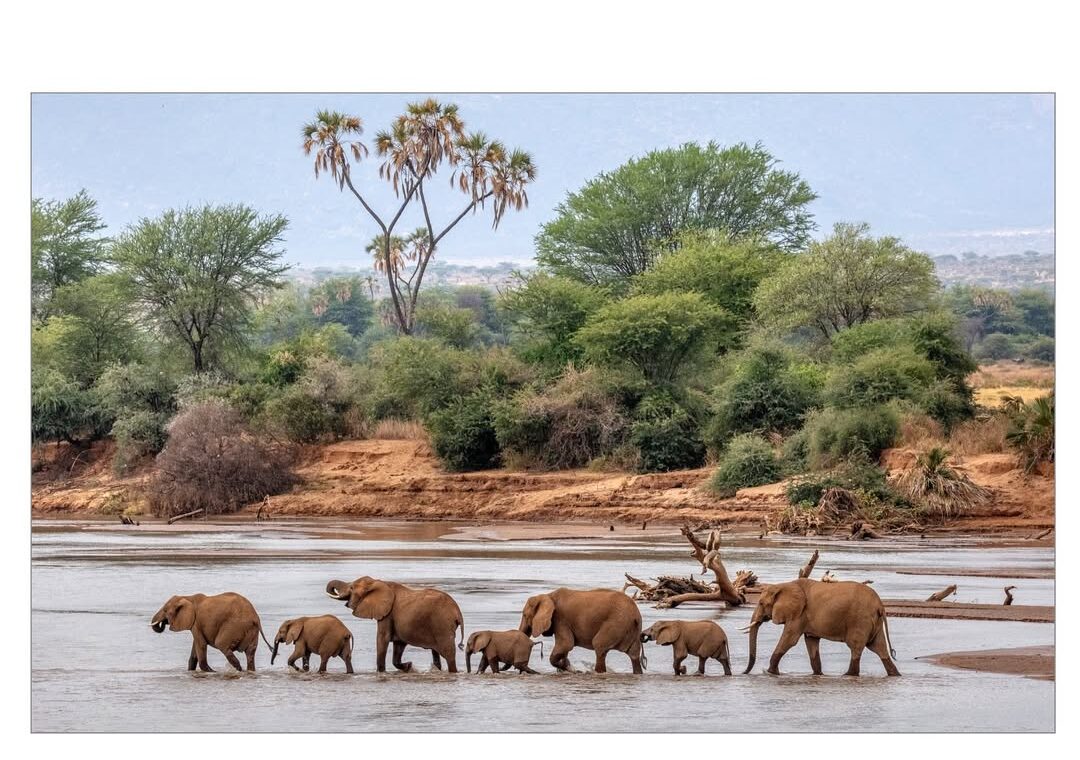 Elephants crossing Ewaso Nyiro river SAMBURU