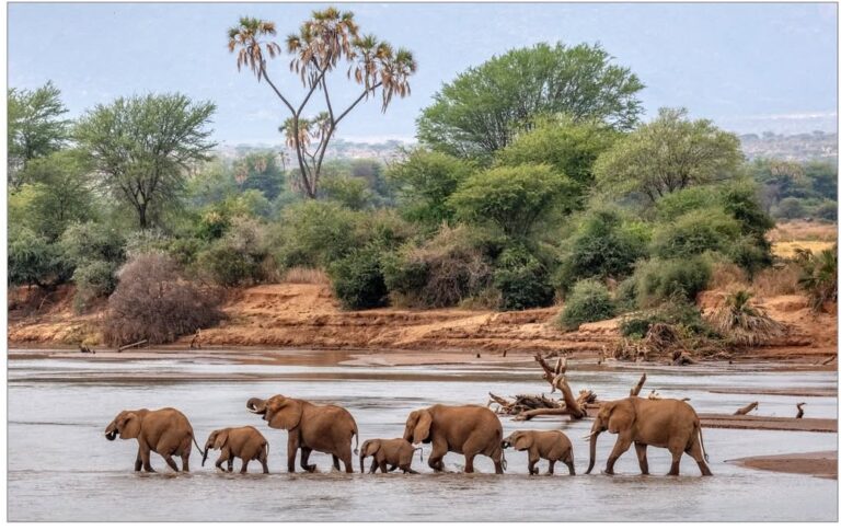 Elephants crossing Ewaso Nyiro river SAMBURU