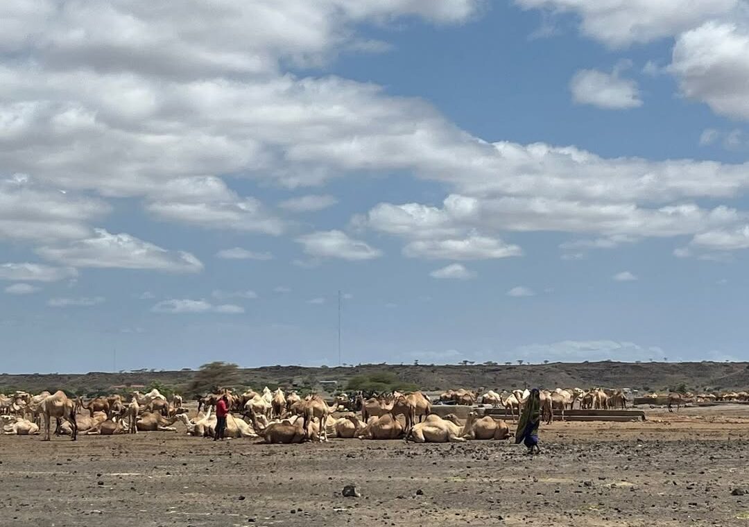 Camel grazing at marsabit National park