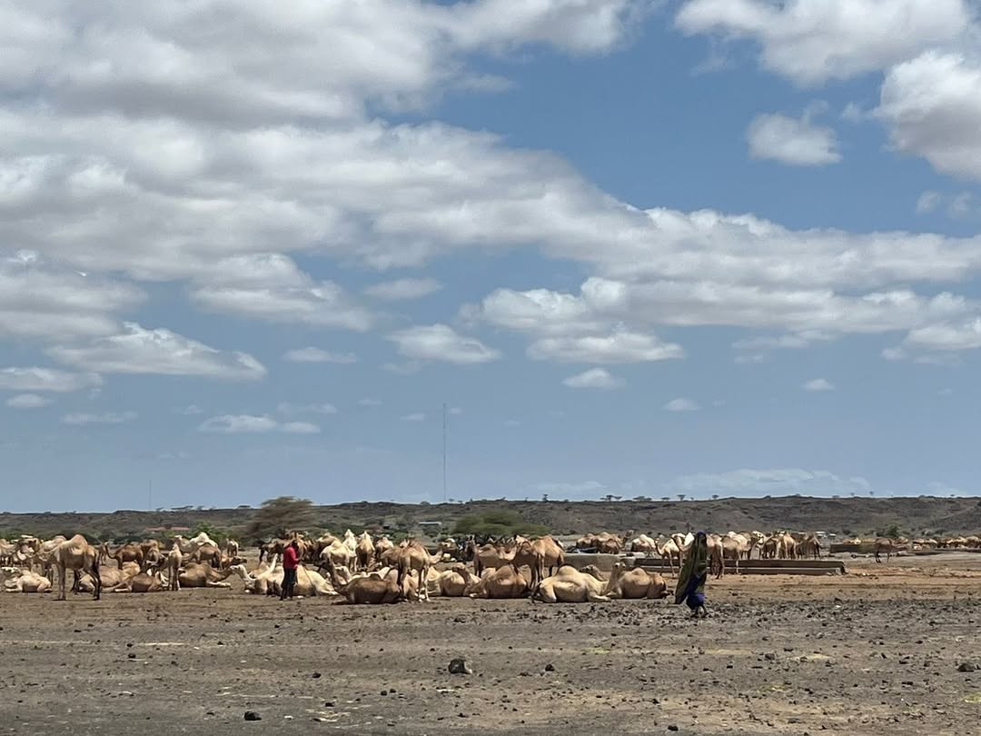 Camel grazing at marsabit National park