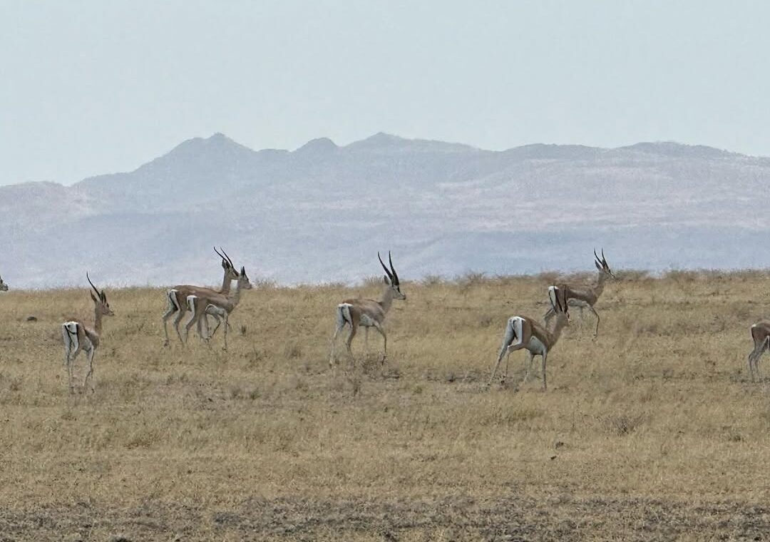 sibiloi national park near lake turkana