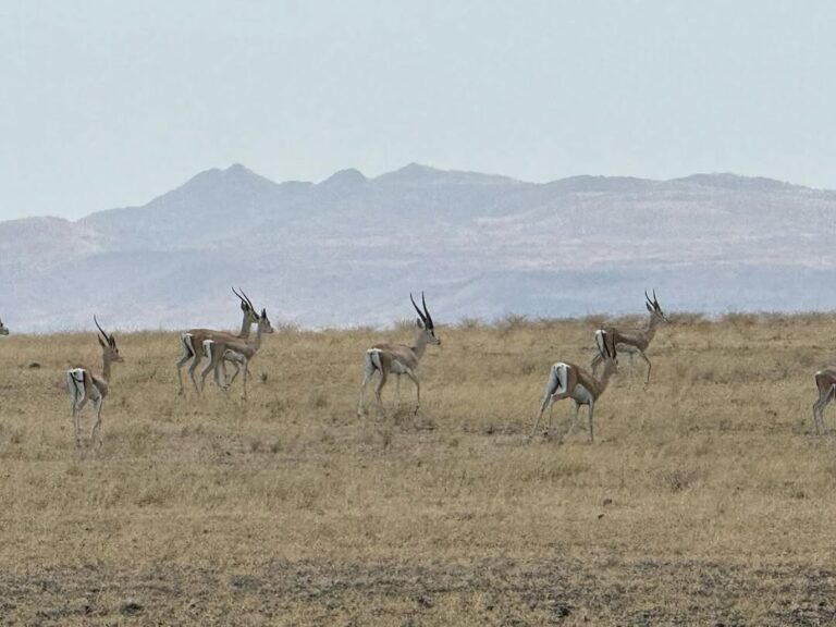 sibiloi national park near lake turkana