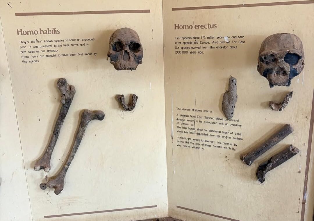 Turkana Boy at koobi fora