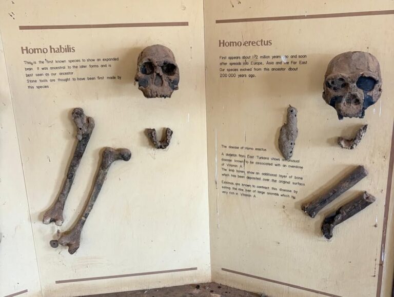 Turkana Boy at koobi fora