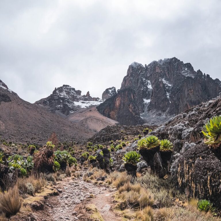 Afro-alpine trail through giant groundsels beneath Mount Kenya's snowy central peaks