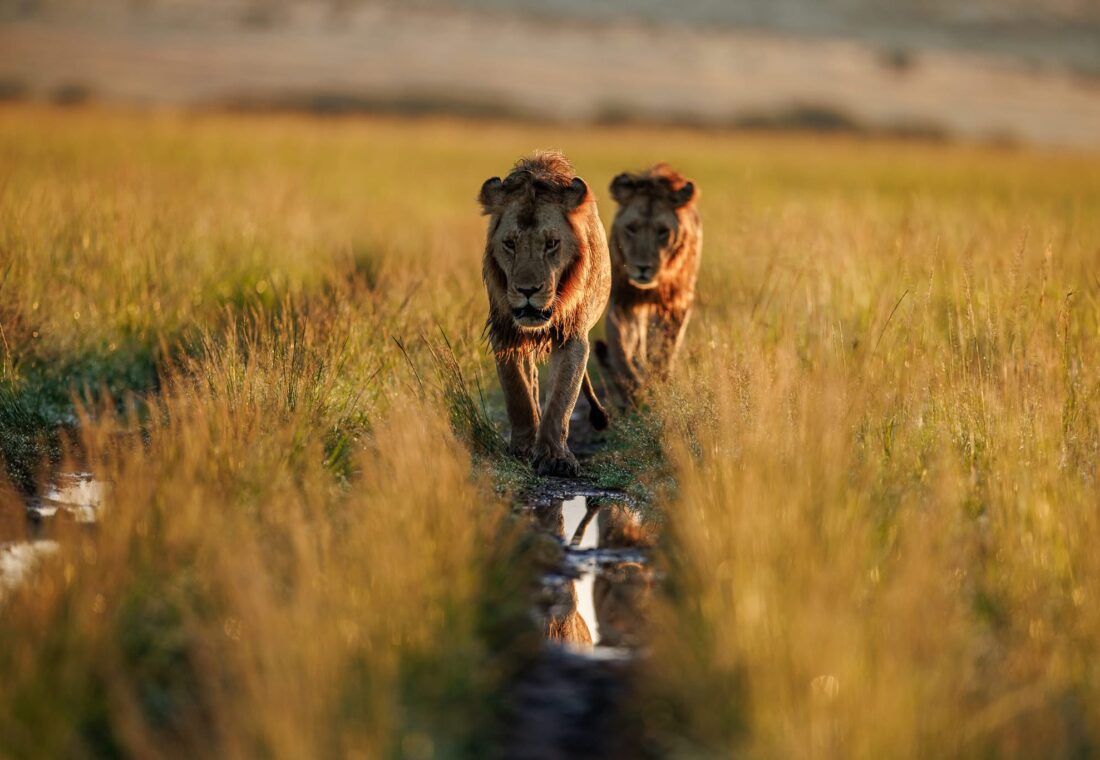 lions in serengeti national park tanzania
