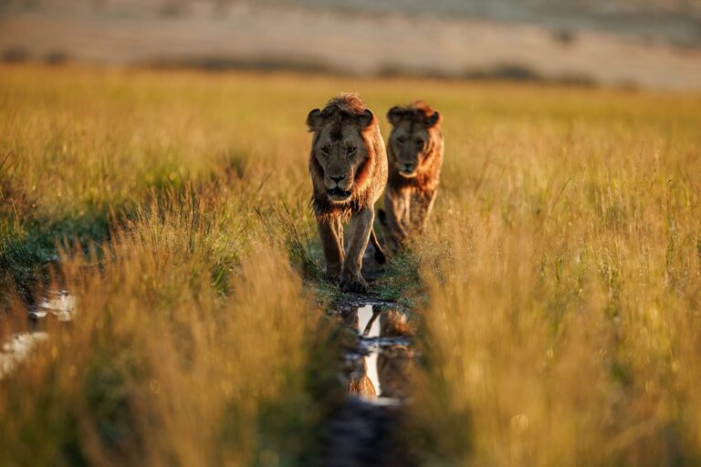 lions in serengeti national park tanzania
