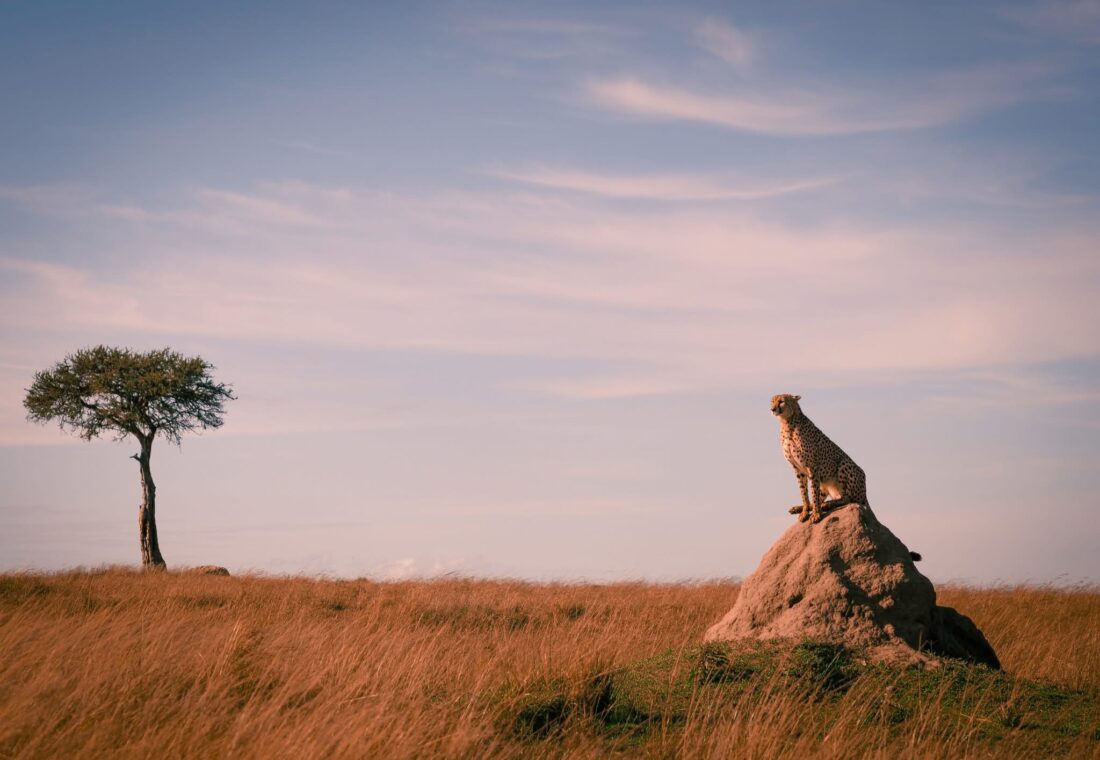 Maasai mara