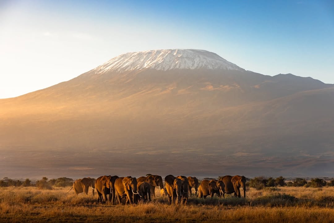 Elephant herd on the Amboseli plains beneath Mount Kilimanjaro