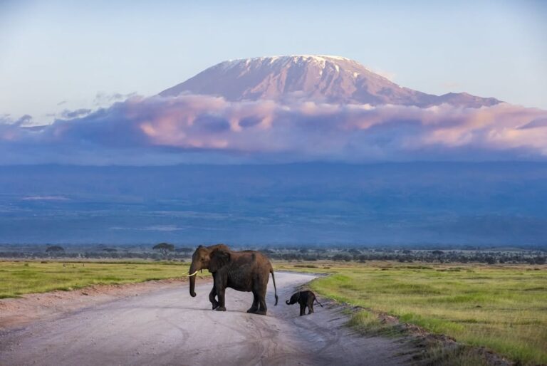 Elephant and calf crossing an Amboseli track beneath Mount Kilimanjaro