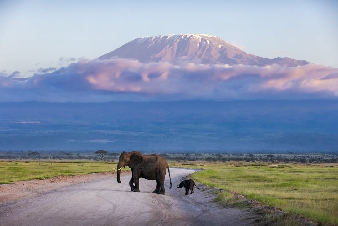 Elephant and calf crossing an Amboseli track beneath Mount Kilimanjaro
