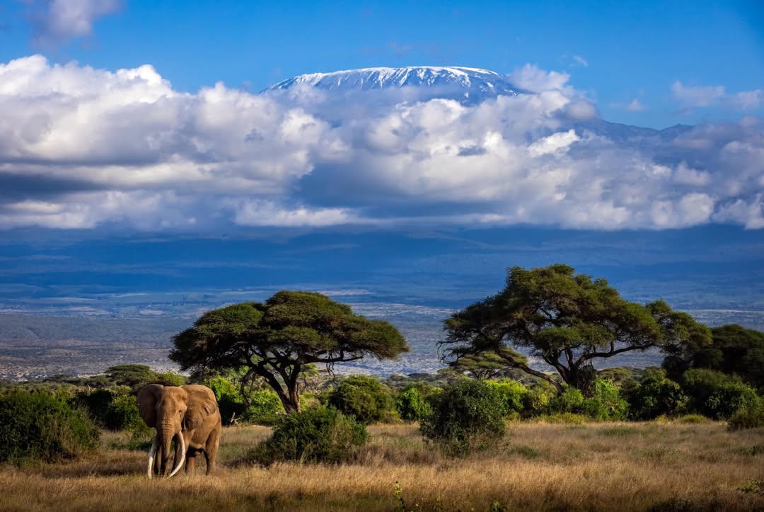An elephant at amboseli with Mount Kilimanjaro on the background