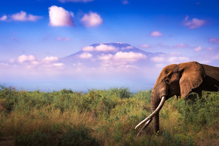 Long-tusked elephant in Amboseli with Mount Kilimanjaro in the distance