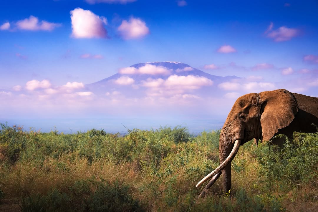 Long-tusked elephant in Amboseli with Mount Kilimanjaro in the distance