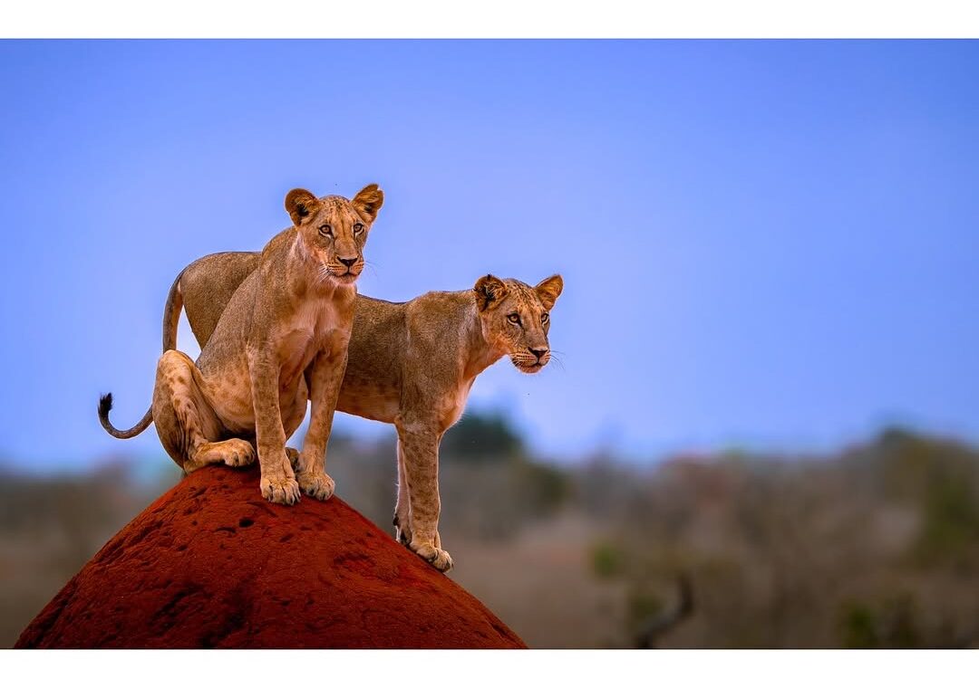 Two young lionesses standing on a red termite mound in Tsavo