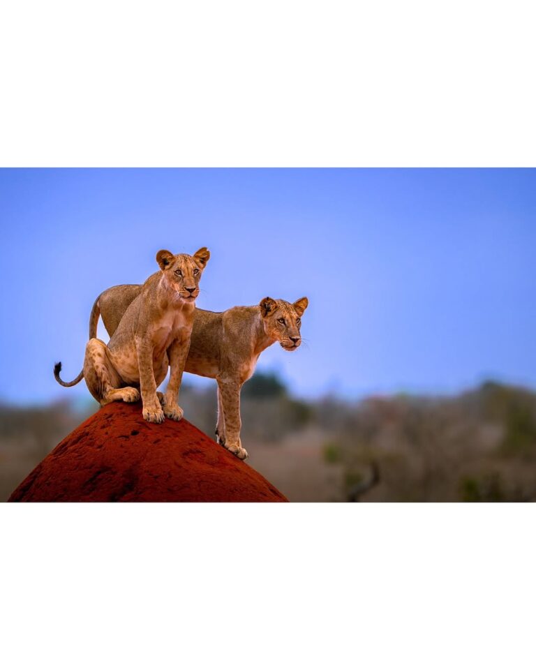 Two young lionesses standing on a red termite mound in Tsavo