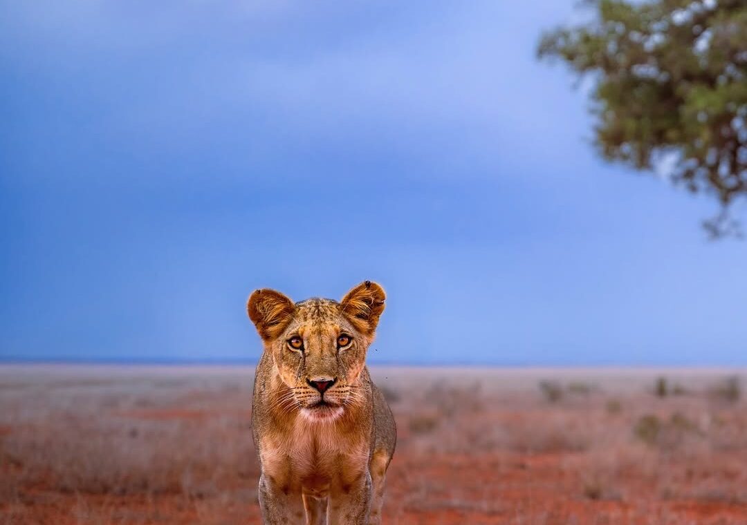 A lion at Tsavo