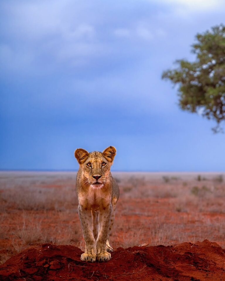 A lion at Tsavo