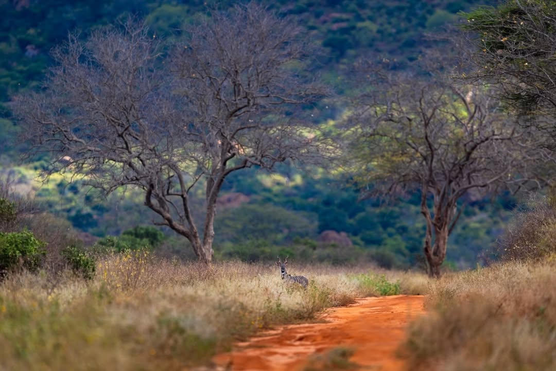 Red-earth safari road winding through the wooded hills of Tsavo West