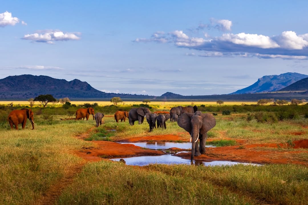 Elephant herd gathering at a waterhole in the red-earth landscape of Tsavo