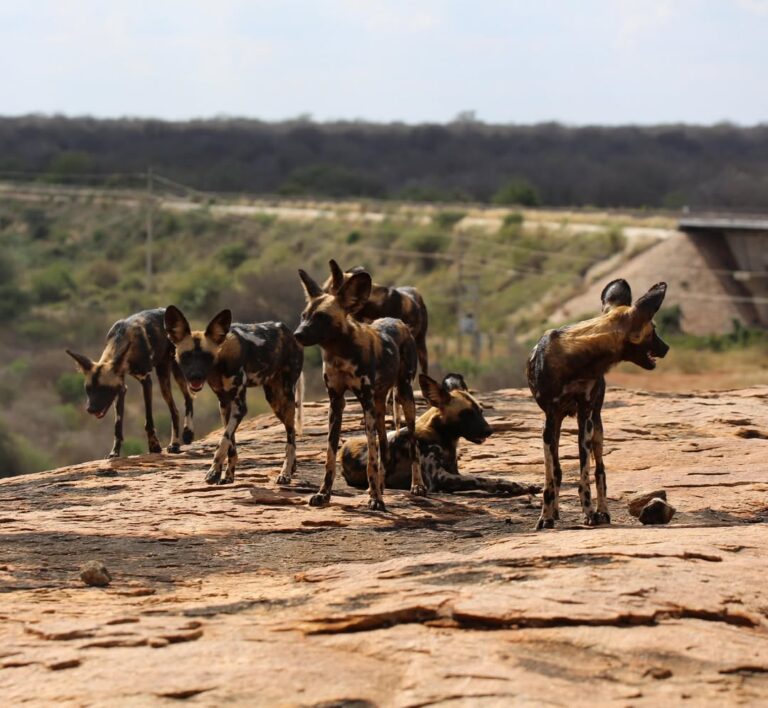 wild dogs in Tsavo