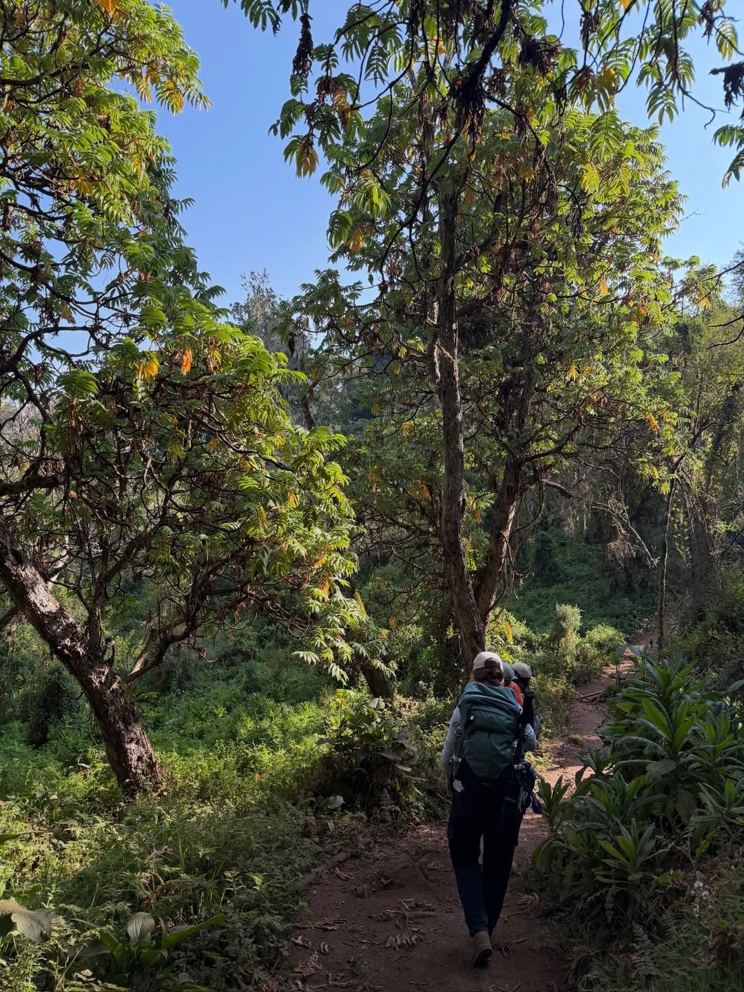 Trekkers walking through Mount Kilimanjaro’s montane rainforest