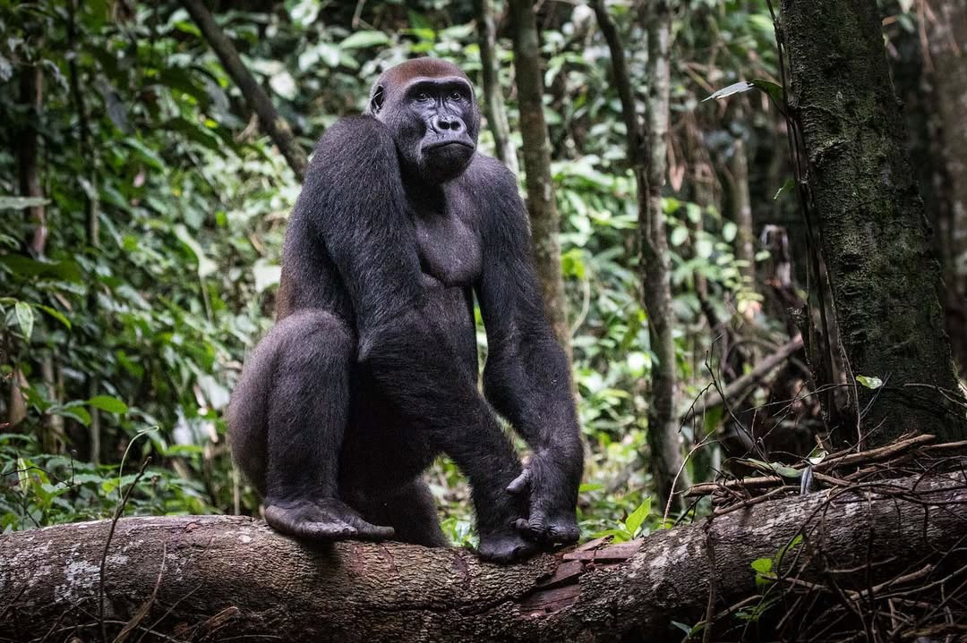 Gorilla Trekking uganda