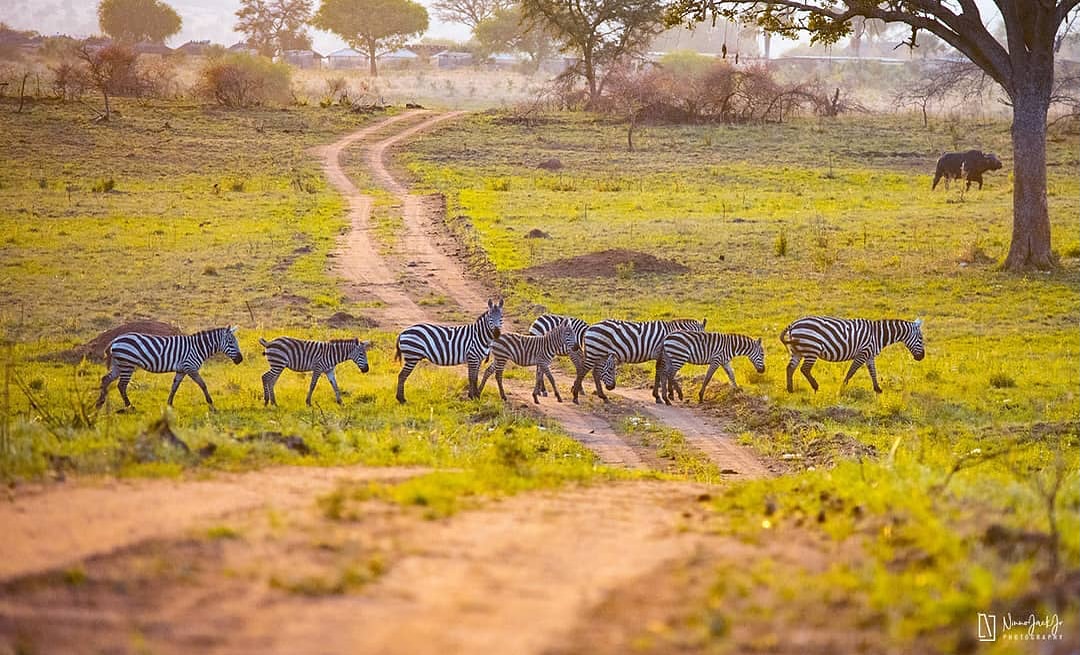 queen Elizabeth National park