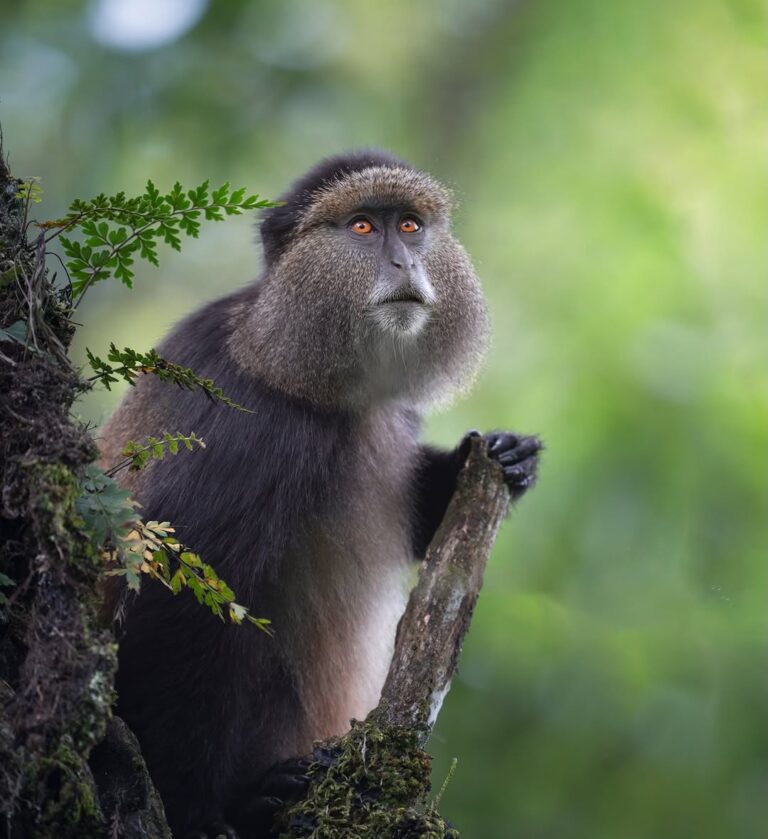 Murchison Falls National Park