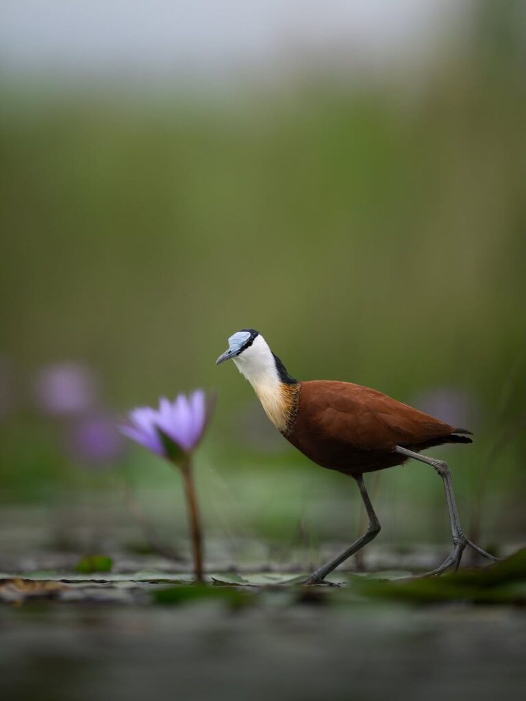 Semuliki National Park