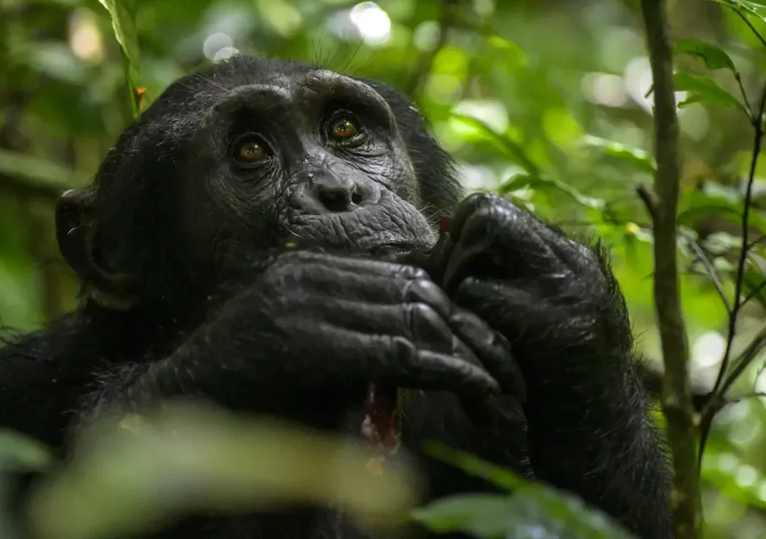 Gorilla trekking Uganda