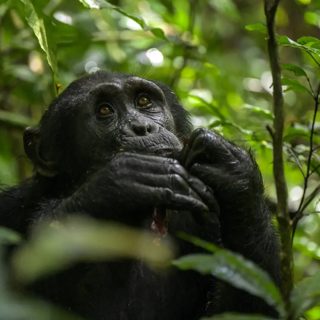 Gorilla trekking Uganda