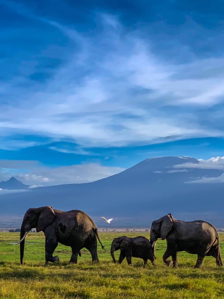 An elephant family walking across green Amboseli plains beneath Mount Kilimanjaro