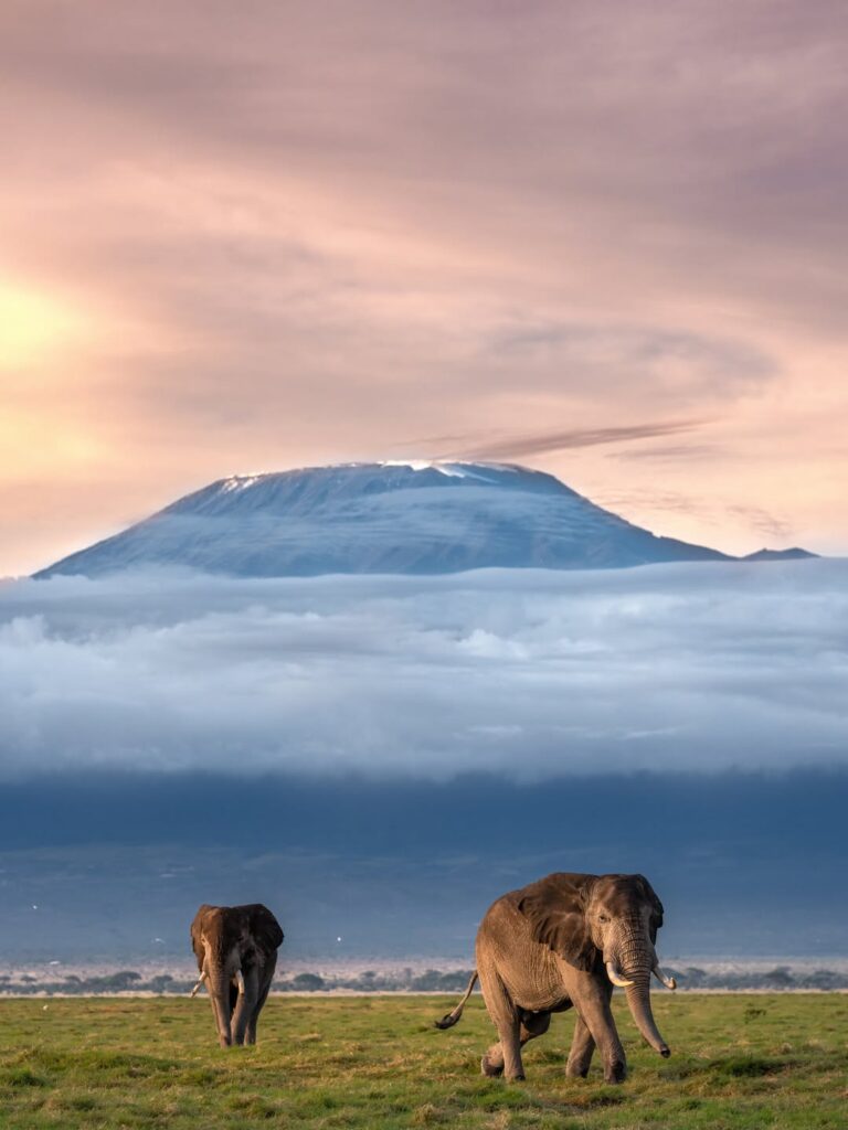 Elephants crossing open Amboseli plains beneath a cloud-wrapped Mount Kilimanjaro