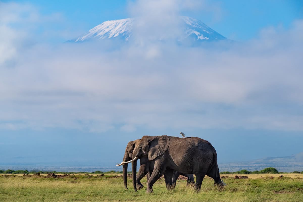 Elephants crossing the wide Amboseli landscape beneath Mount Kilimanjaro