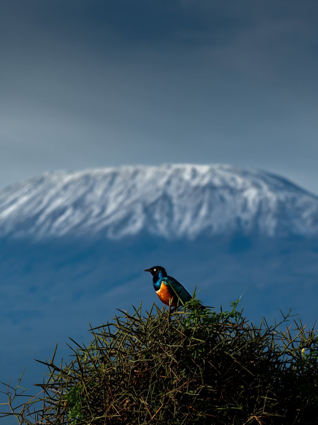 A superb starling perched in thorn scrub with Kilimanjaro behind
