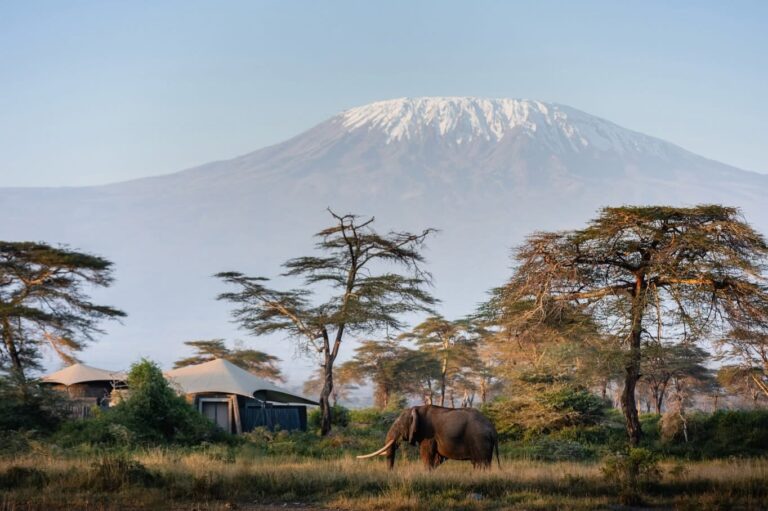 A lone tusker beside an Amboseli safari camp with acacia trees and Mount Kilimanjaro beyond
