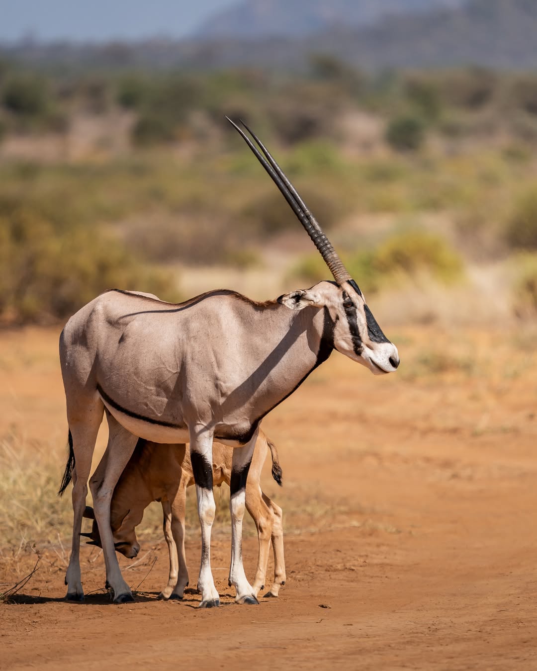 Beisa oryx standing with a calf on a red-earth track in northern Kenya