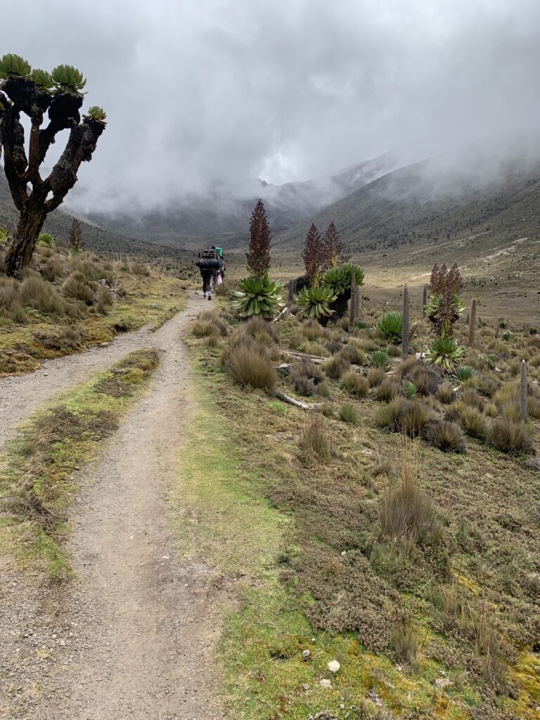 A mountain porter walking through giant lobelias in Mount Kenya’s alpine moorland
