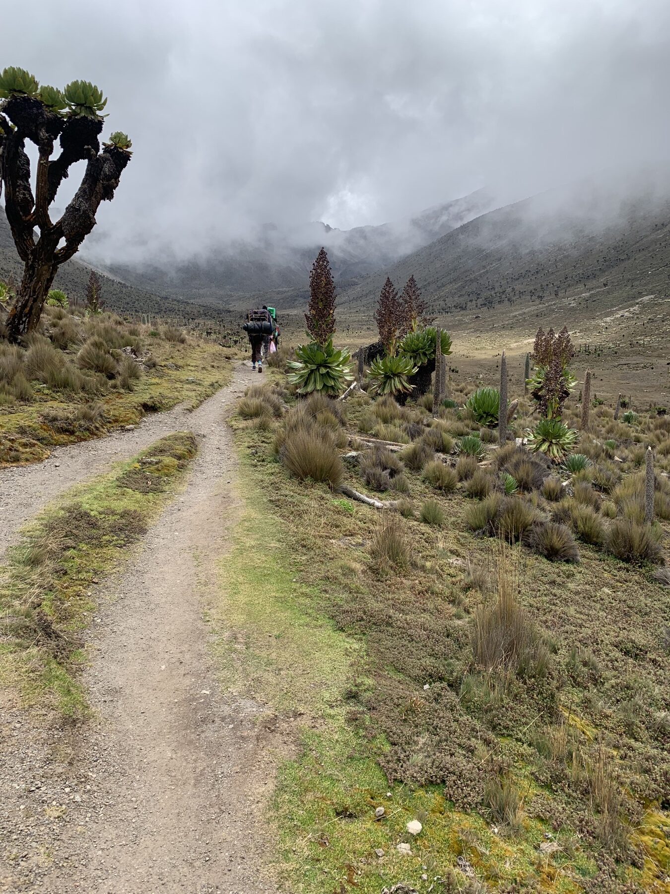 A mountain porter walking through giant lobelias in Mount Kenya’s alpine moorland