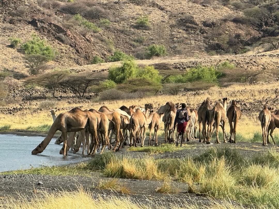 Camels and a herder gathering at water in an arid northern Kenya valley