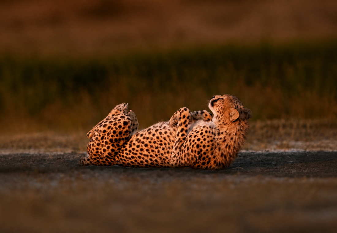 Two cheetahs resting together on open savanna in warm evening light