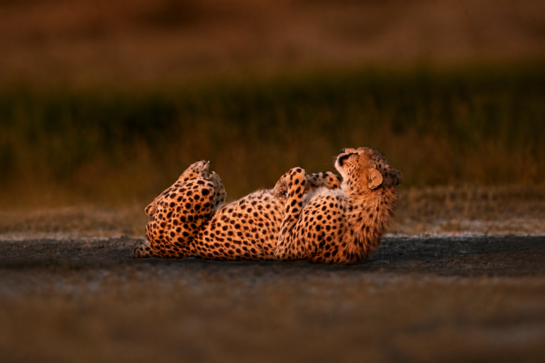 Two cheetahs resting together on open savanna in warm evening light