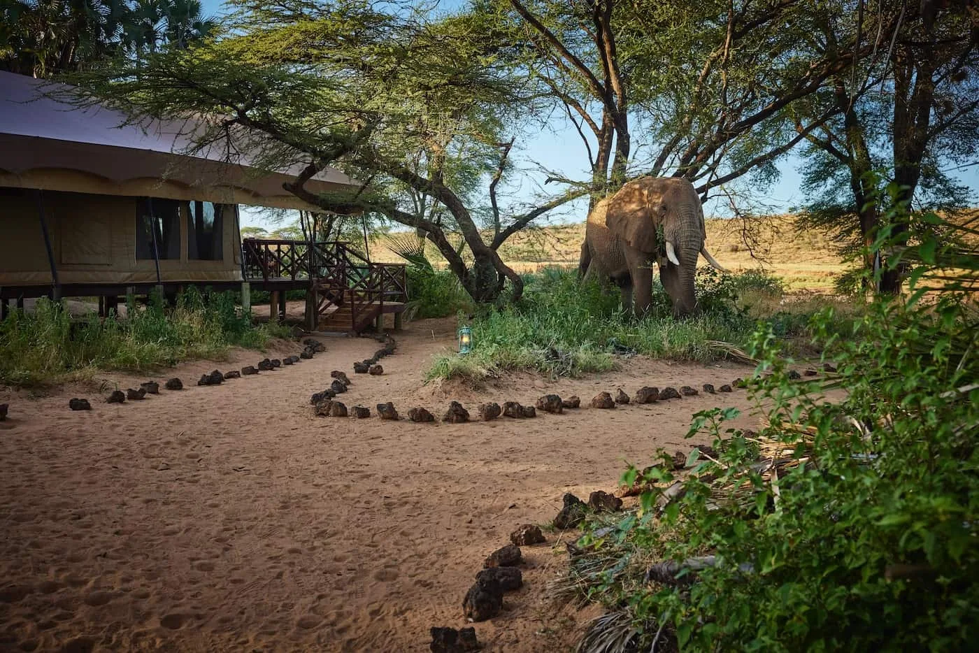 An elephant walking between the tents at Elephant Bedroom Camp in Samburu National Reserve.