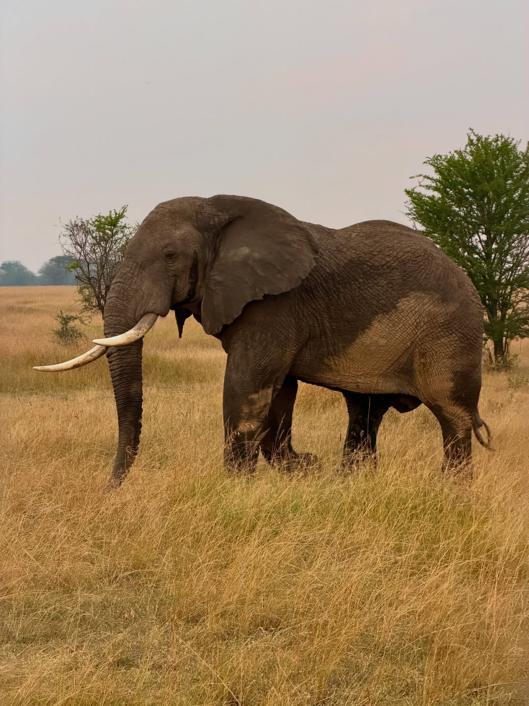 A large African elephant on open savanna