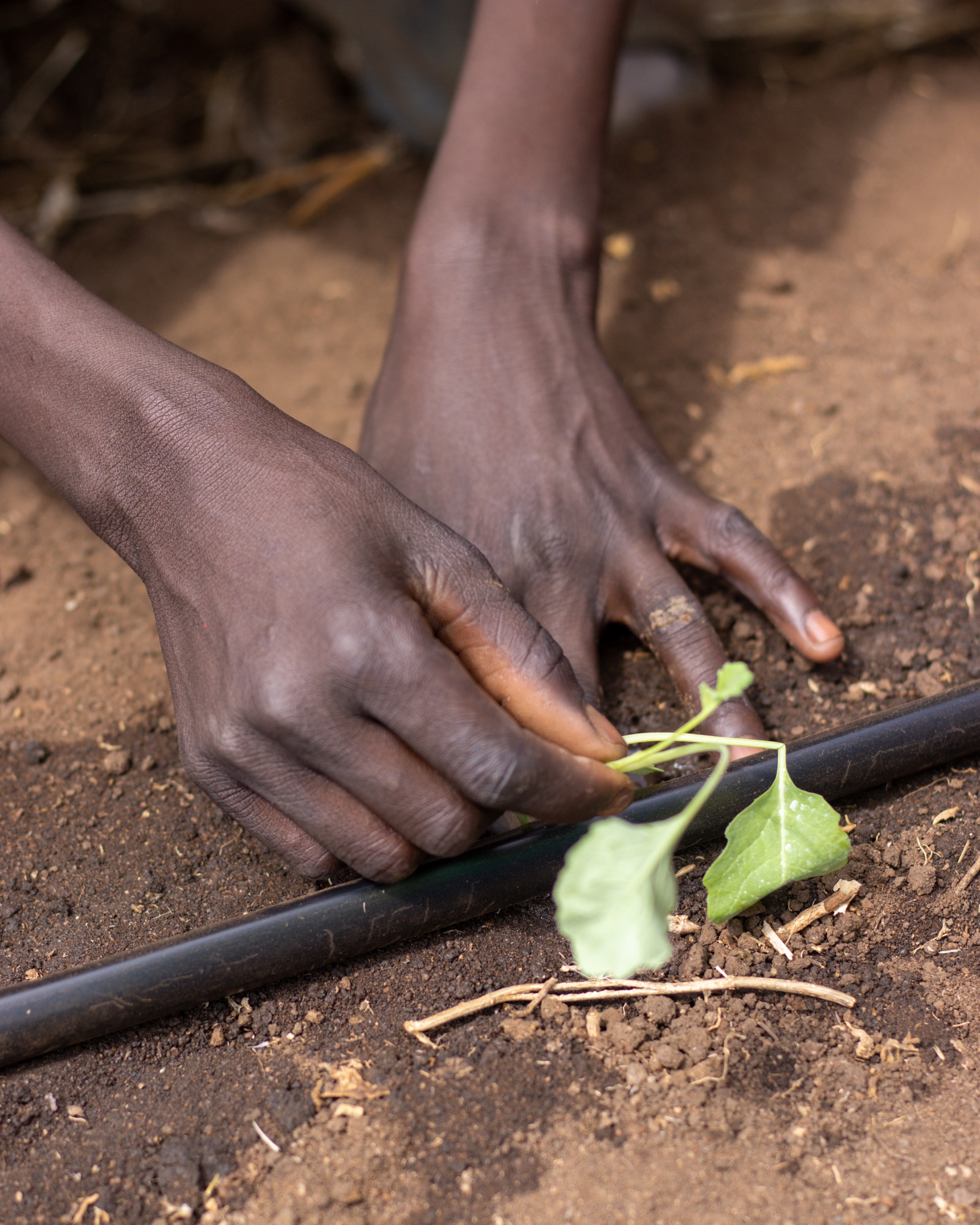 Hands planting a seedling beside a drip irrigation line at Enosampurpur Primary School.