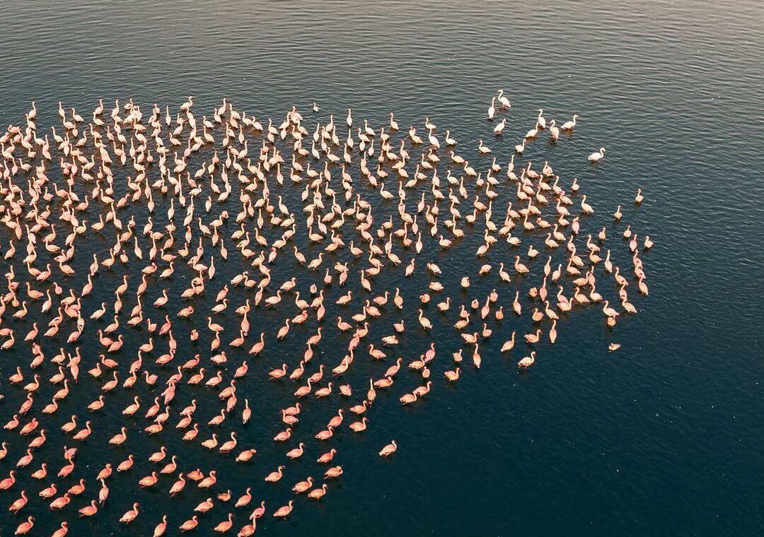Aerial view of flamingos gathered on Lake Elementaita