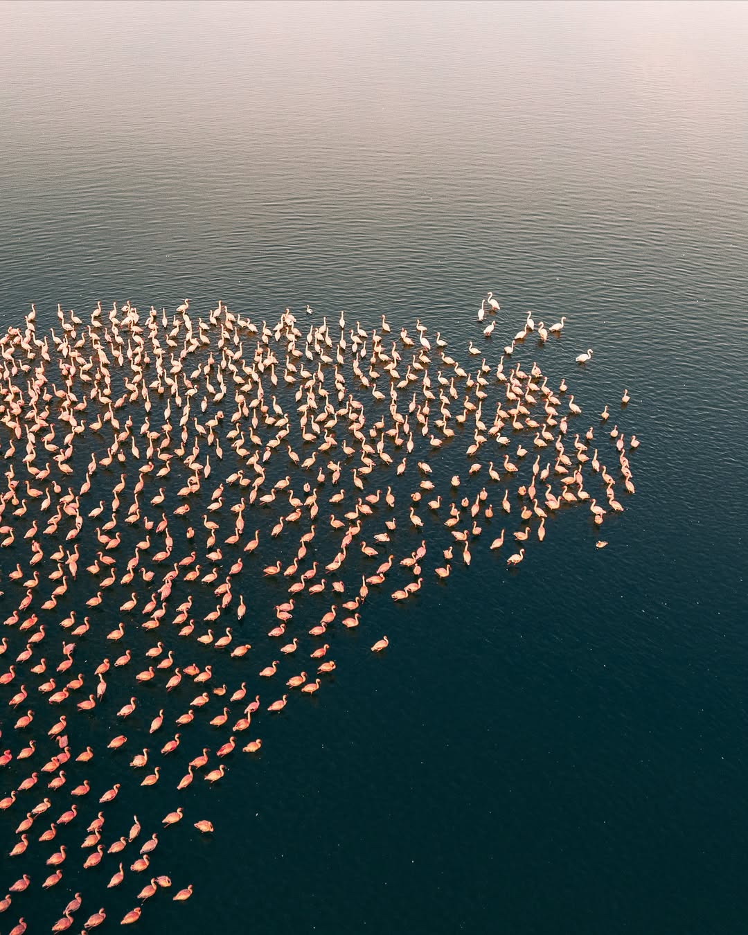 Aerial view of flamingos gathered on Lake Elementaita